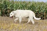 IRISH WOLFHOUND 086